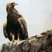 golden eagle