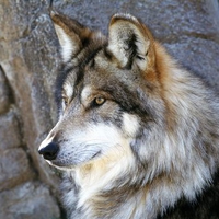 mexican wolf