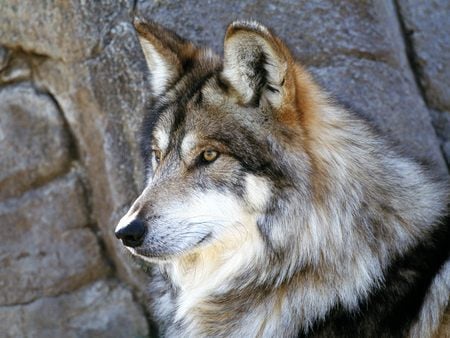 mexican wolf - animal, wolf, grey