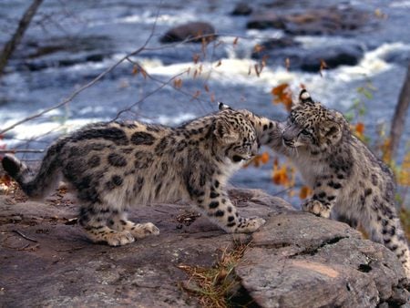 snow leopards - hill, leopard, snow, cute, kings