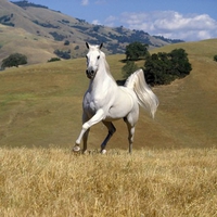 white horse