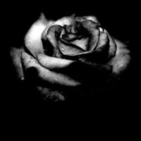 Black Rose