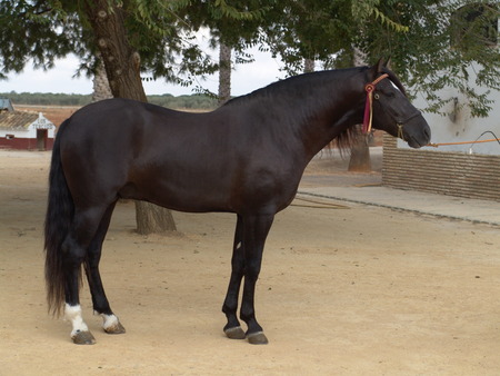 More Spanish Stallions Stuff - horses, spain, stallions, spanish horse, animals