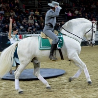 Andalusian Stallion Galopping