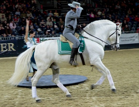 Andalusian Stallion Galopping - horses, animals, spanish horse, stallions, spain