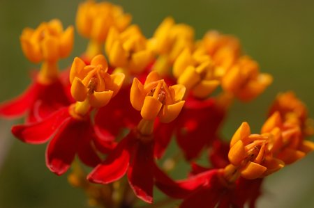 Mexican Milkweed (Asclepias curassavica) - asclepiad, asclepias, red, orange, milkweed