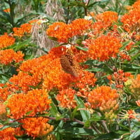 Butterfly Weed (Asclepias tuberosa)