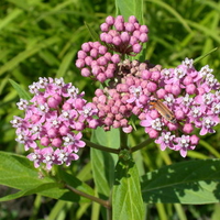 Swamp Milkweed (Asclepias incarnata)