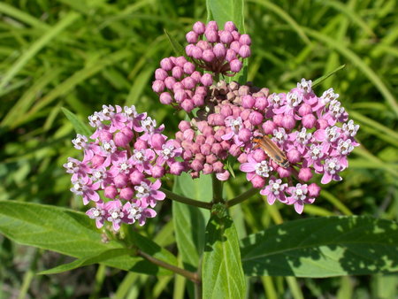 Swamp Milkweed (Asclepias incarnata) - asclepiad, milkweed, pink, asclepias