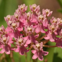 Swamp Milkweed (Asclepias incarnata)