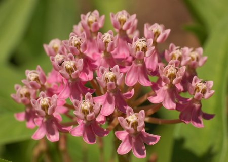 Swamp Milkweed (Asclepias incarnata) - asclepiad, pink, milkweed, asclepias