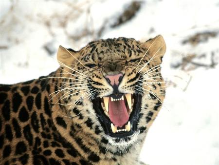 Leopard - cat, leopard, animals