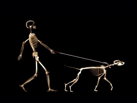 x-ray dog - x-ray, skeleton, dog, man, skull