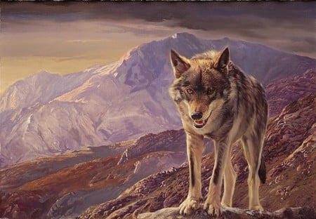 The Last Wolf - grey, dogs, wolf, last, mountains