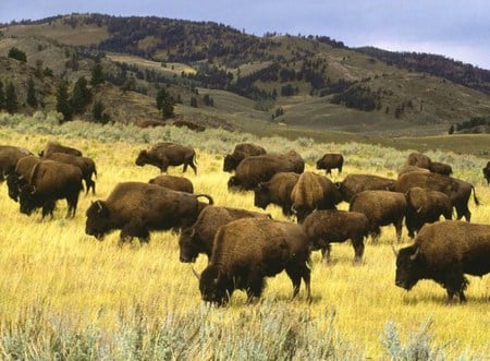 give me a home-where the buffalo roam - buffalo, prairy, grass, horns