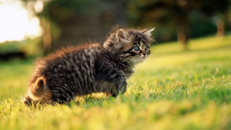 Adorable - adorable, animals, cats, kitty, sweet, grass, cute, kitten