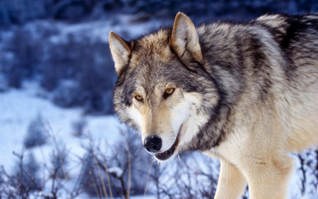 Wolf - winter, nature, dogs, wolf, beautiful, animals