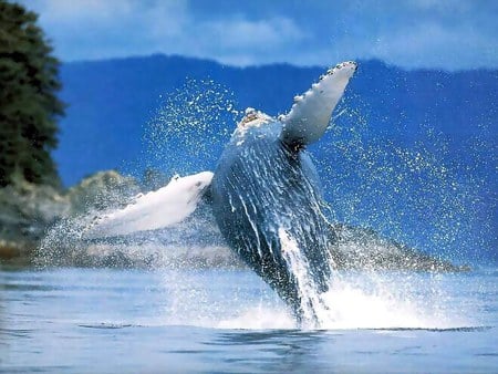 Jumping Humpback Whale - fins, whale, jumping, blue, water, splashing