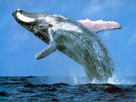 Whale in a Hurry - fins, whale, jumping, surface, blue