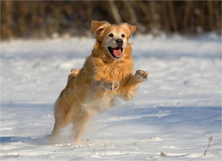 Dog in Snow - in snow, cool, picture, dog