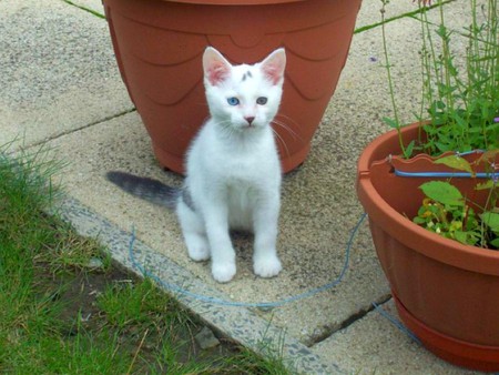 Blue and Green-Eyes - picture, blue and green, eyes, cool, cat