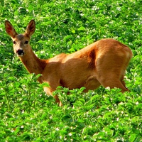 Deer in Green