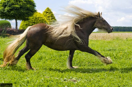 Long Haired Horse - picture, long, cool, horse, haired