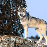 The Scout Grey Wolf