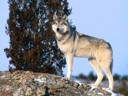 The Scout Grey Wolf - wolf, iberian, spanish, grey