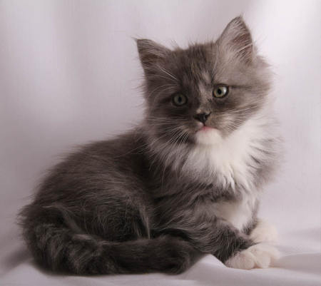 kitten - sweet, pet, cute, kitten, siberian