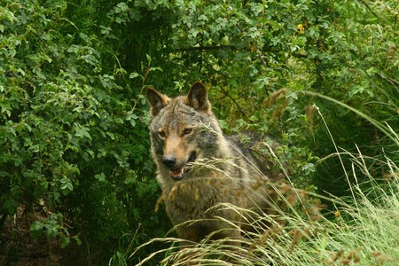 Hidden in the Bush - wolves, wolf, iberian, spanish, grey