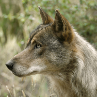 Iberian Wolf Portrait