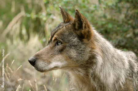 Iberian Wolf Portrait - wolves, wolf, iberian, spanish, grey