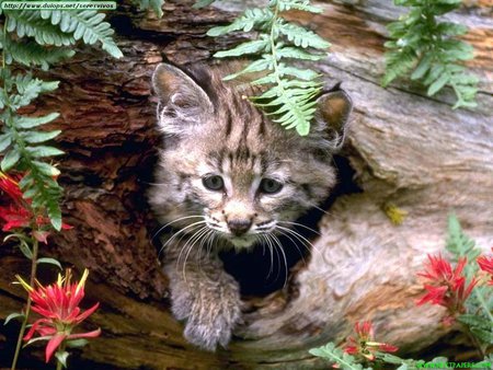 Iberian Lynx Cub - nature, iberian, cub, spanish, animals, cats, cute, lynx