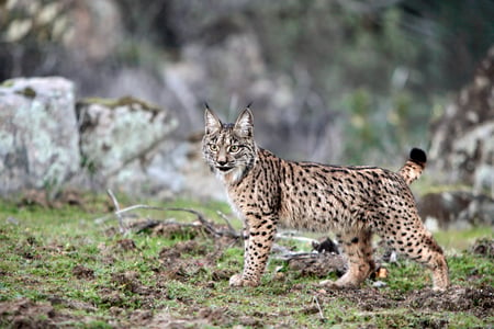 Iberian Lynx