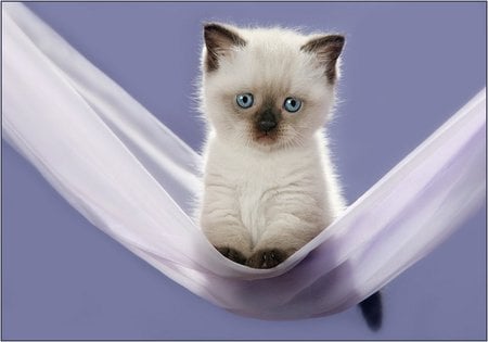 Sweet kitten on hammock - white, hammock, kitten, cat, sweet