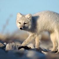 Polar Fox