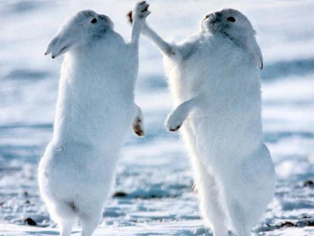 I'm stronger than you - white, snow, polar, struggle, hares