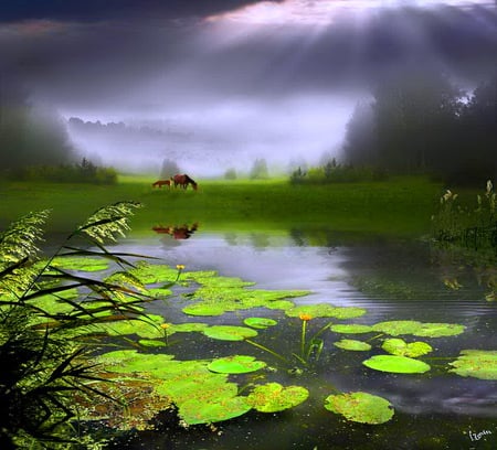 Lily pond visitors - grazing, water, cloudy sky, free, sunrays, lily pond, horses, plants, wild