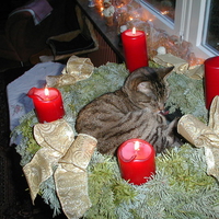 Christmas Cat