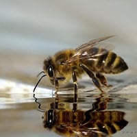 bee-reflection-macro