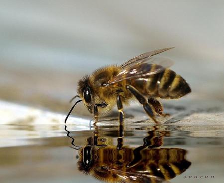 bee-reflection-macro - bee, animal, macro, reflection