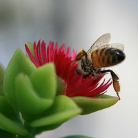 bee-flower-macro