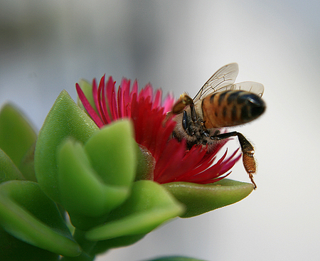 bee-flower-macro - flower, animal, bee, macro, color