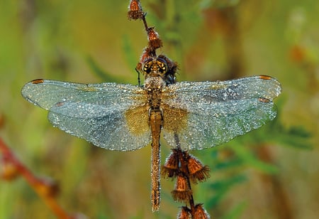 macro-dragonfly-dew - flower, animal, macro, dragonfly