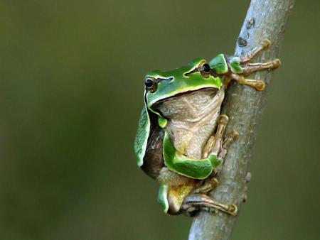 frog-toad-tree-macro - animal, tree, macro, frog