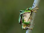 frog-toad-tree-macro