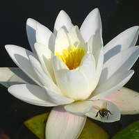 flower-macro.