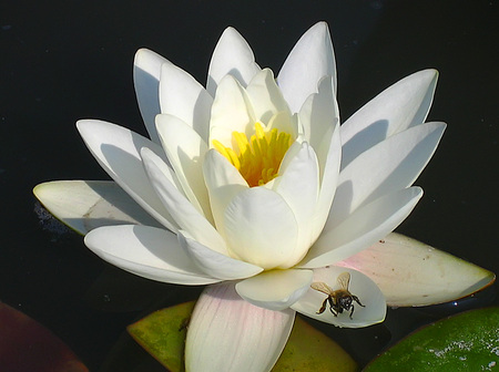 flower-macro. - white, flower, macro, nature, insect