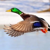 COLORFUL MALLARD